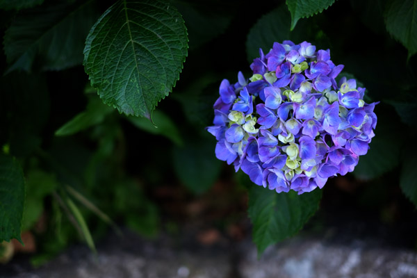 �����s���q�̔򒹎R�̃A�W�T�C�̉�