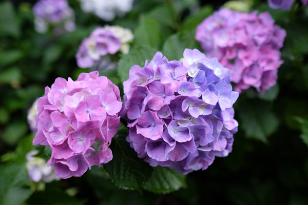 �����s���q�򒹎R�̃A�W�T�C�B�̍炭���i