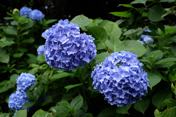 �����s���q�򒹎R�̃A�W�T�C�B�̍炭���i