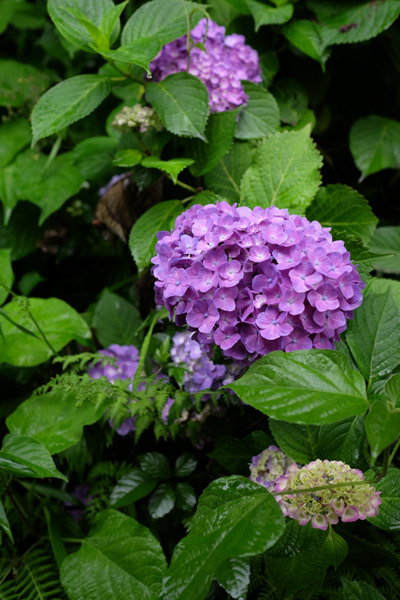 �����s���q�򒹎R�̃A�W�T�C�B�̍炭���i