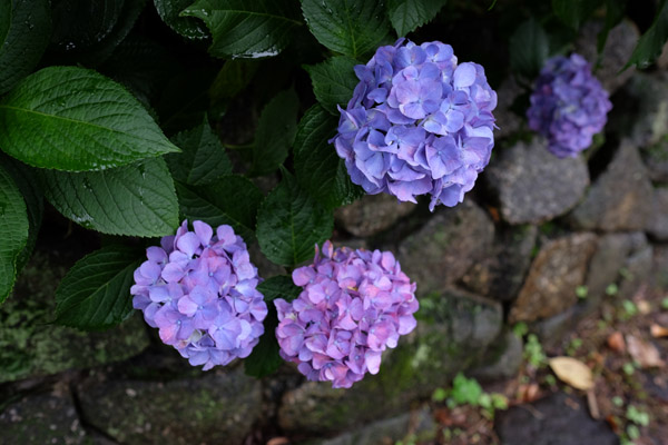 �����s���q�򒹎R�̃A�W�T�C�B�̍炭���i