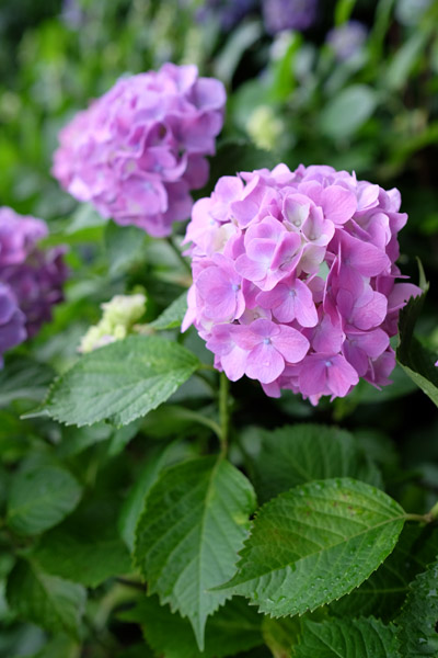 �����s���q�򒹎R�̃A�W�T�C�B�̍炭���i