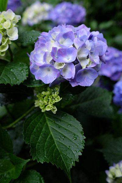 �����s���q�򒹎R�̃A�W�T�C�B�̍炭���i