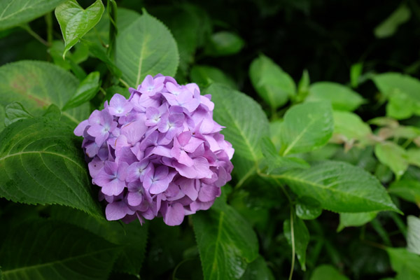 �����s���q�򒹎R�̃A�W�T�C�̎ʐ^