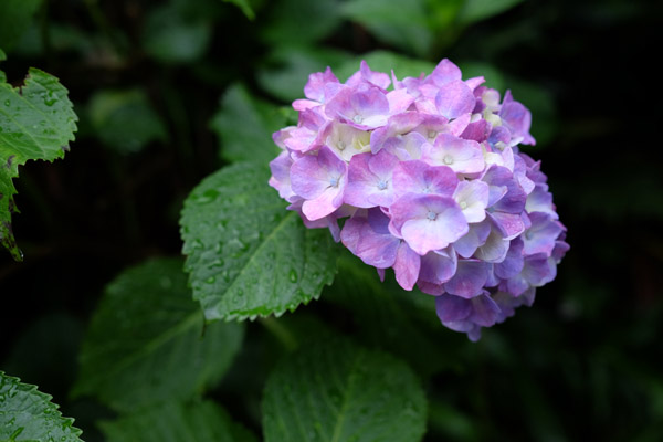 �����s���q�򒹎R�̏��������߂̃A�W�T�C�̎ʐ^