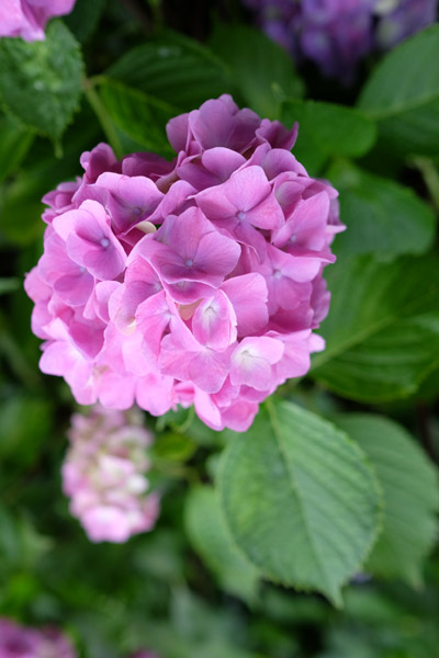 �����s���q�򒹎R�̃A�W�T�C�̎ʐ^