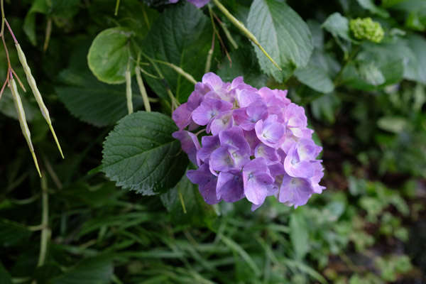 �����s���q�򒹎R�̃A�W�T�C�̎ʐ^