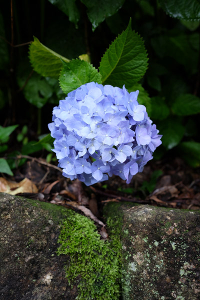 �����s���q�򒹎R�̃A�W�T�C�̎ʐ^