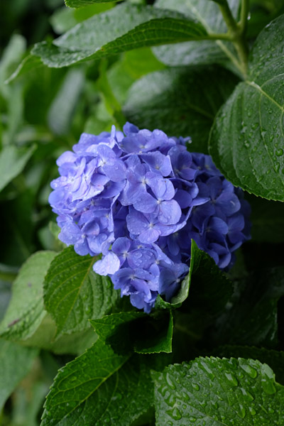 �����s���q�򒹎R�̃A�W�T�C�Ɛ��H