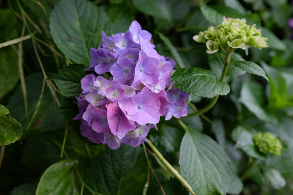 �����s���q�򒹎R�̃A�W�T�C�̎ʐ^