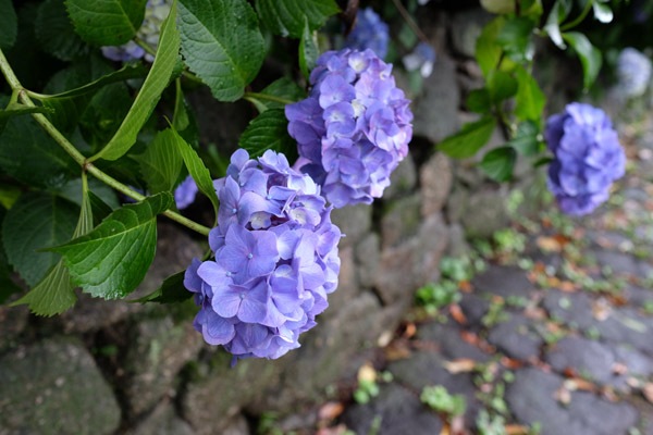 �����s���q�򒹎R�̃A�W�T�C�B�̍炭���i