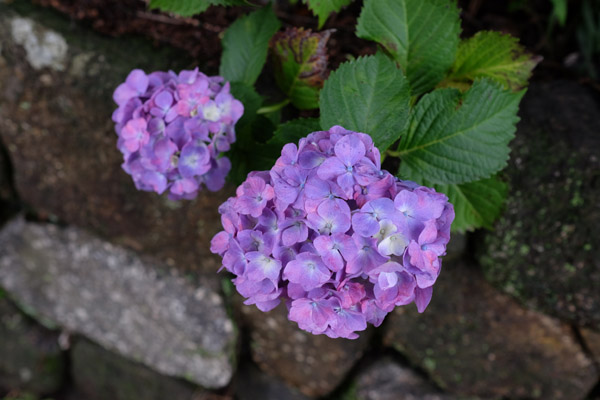 �����s���q�򒹎R�̃A�W�T�C�̎ʐ^