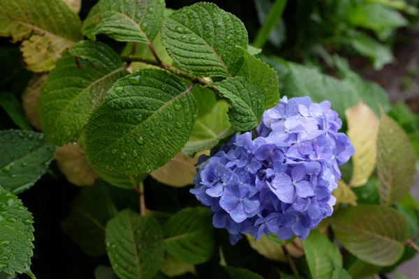 ���H�������������s���q�򒹎R�̃A�W�T�C