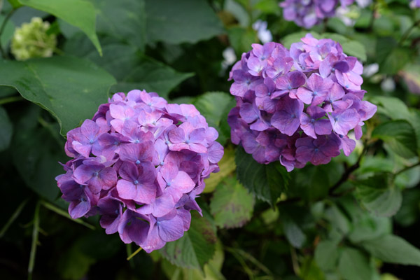 �����s���q�򒹎R�̃A�W�T�C�̎ʐ^