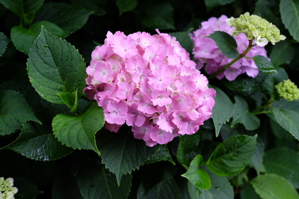 �����s���q�򒹎R�̃A�W�T�C�̎ʐ^