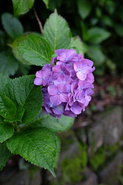 �����s���q�򒹎R�̃A�W�T�C�̎ʐ^