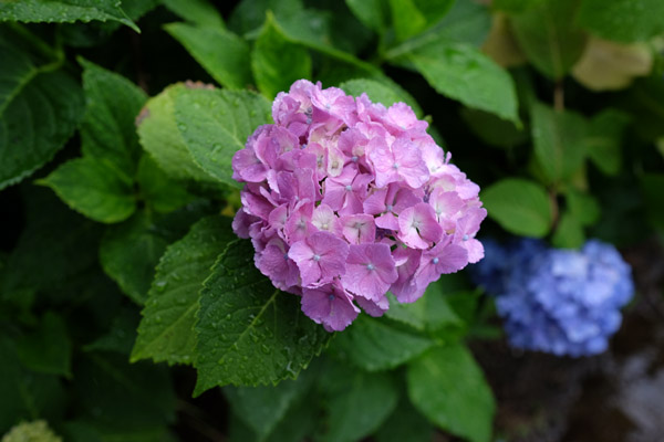 �����s���q�򒹎R�̃A�W�T�C�̎ʐ^