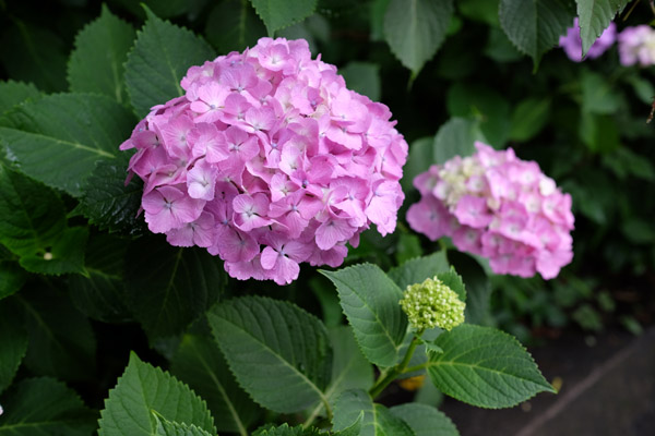 �����s���q�򒹎R�̃A�W�T�C�̎ʐ^