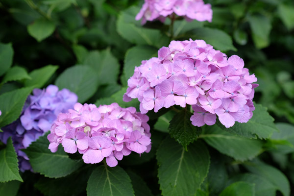 �����s���q�򒹎R�̃A�W�T�C�B�̍炭���i