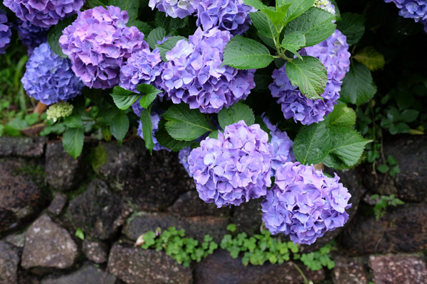 �����s���q�򒹎R�̃A�W�T�C�B�̍炭���i