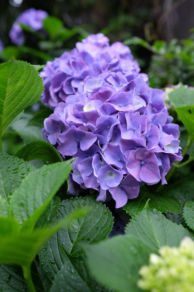 �����s���q�򒹎R�̃A�W�T�C�B�̍炭���i