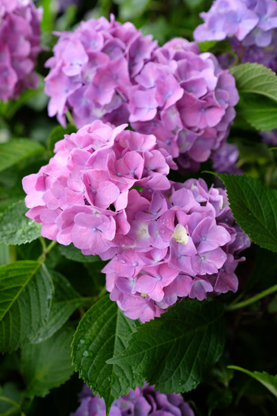 �����s���q�򒹎R�̃A�W�T�C�B�̍炭���i