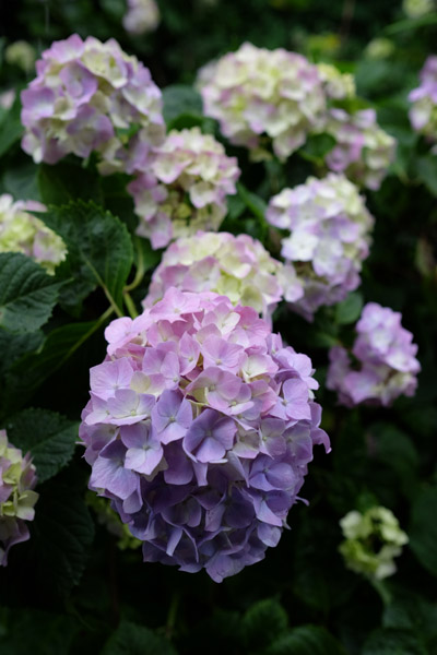 �����s���q�򒹎R�̃A�W�T�C�B�̍炭���i