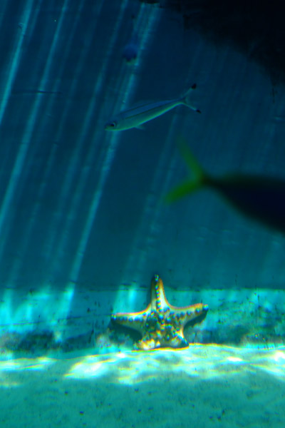 �����ՊC�������̐����̐���̋���q�g�f