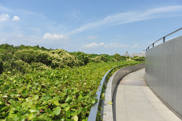 �����ՊC�������̓�����e�̕��i