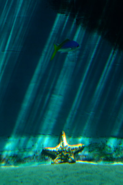 �����ՊC�������̃q�g�f�ɂȂ肽���Ǝv����