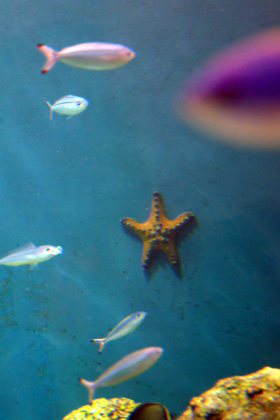 �����ՊC�������̃q�g�f�ɂȂ肽���Ǝv����