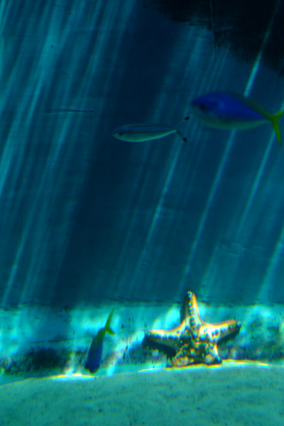 �����ՊC�������̃q�g�f�ɂȂ肽���Ǝv����