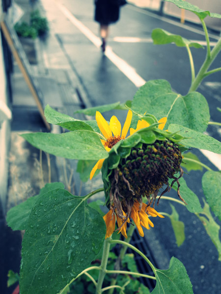 �����ō炭�������@���z�̑��q�̕��i