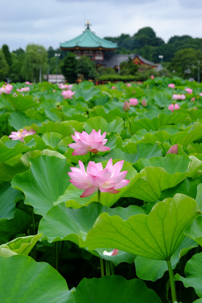 ���s�E�r�̌������}�������J�̃n�X�̉�