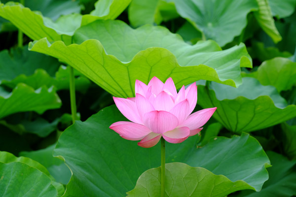 ���s�E�r�̌������}�������J�̃n�X�̉�