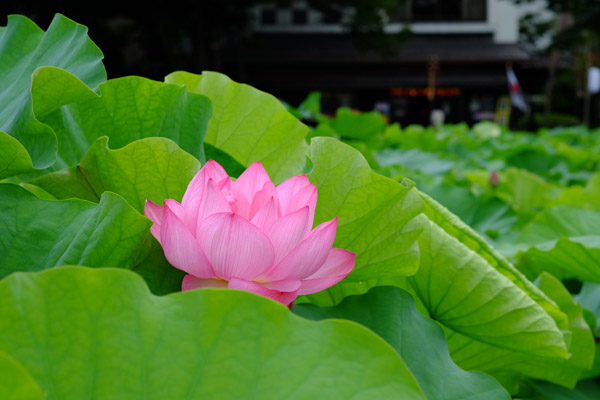 ���s�E�r�̌������}�������J�̃n�X�̉�