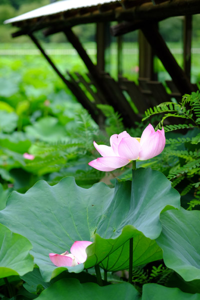 ���s�E�r�̌������}�������J�̃n�X�̉�