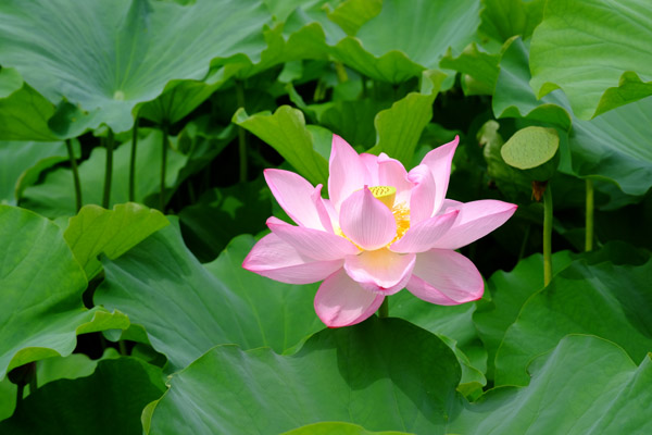 ���s�E�r�̌������}�������J�̃n�X�̉�