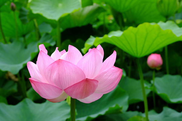 ���s�E�r�̌������}�������J�̃n�X�̉�