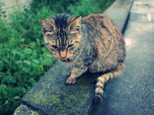 �₽���H�J�ɍ~���铌���̖�ǔL