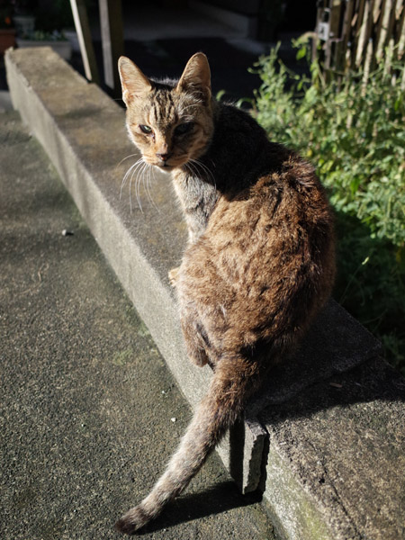 ���ꂽ���ɓ����ڂ��������铌���̖�ǔL