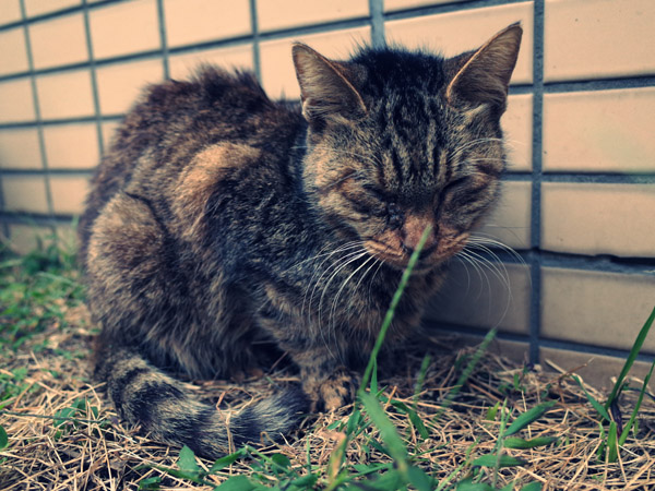 �����Ȃ��������Ŋۂ��Ȃ��ǔL�B�̕��i