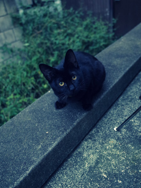 �����Ȃ��������Ŋۂ��Ȃ鍕�L�̕��i