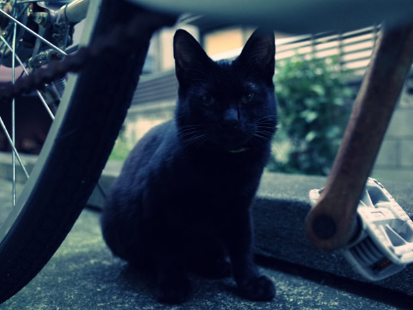 �����Ȃ��������Ŋۂ��Ȃ鍕�L�̕��i