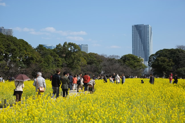 �l���{�����뉀�̍؂̉Ԃ̍��肪�Y�����i