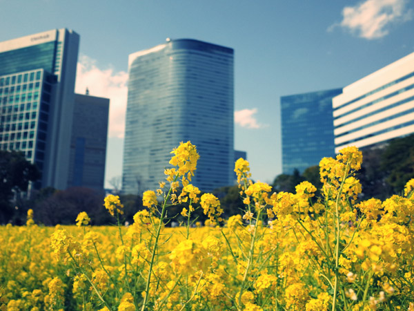 �l���{�����뉀�̍؂̉Ԃ��炭���i