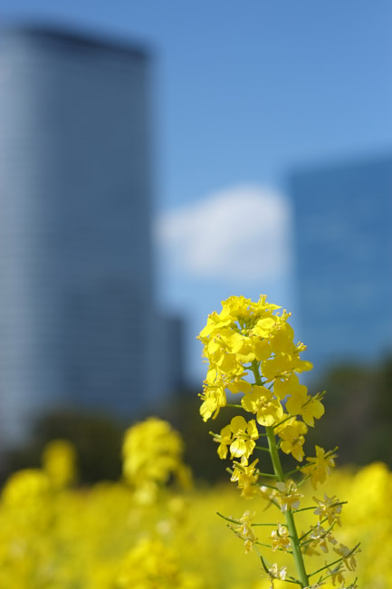 �l���{�����뉀�̍؂̉Ԃ��炭���i