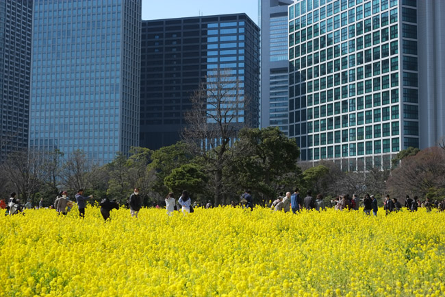 �l���{�����뉀�̍؂̉Ԃ��炭���i