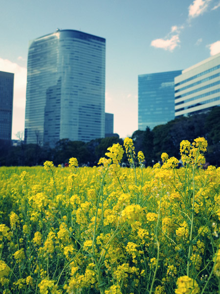 �l���{�����뉀�̍؂̉Ԃ��炭���i