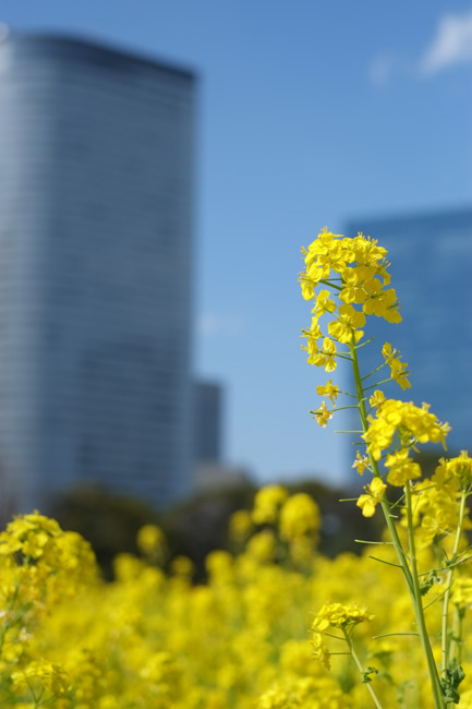 �l���{�����뉀�̍؂̉Ԃ��炭���i